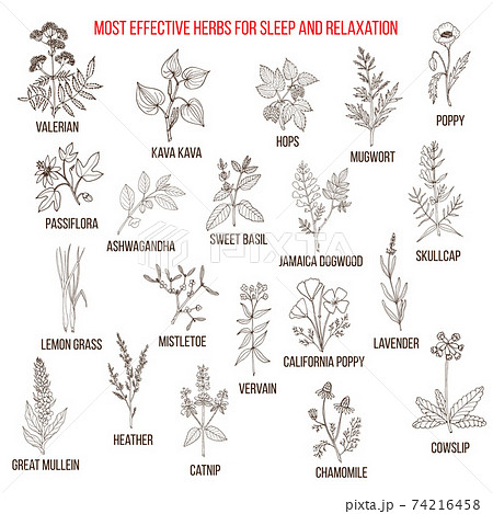 Best herbal remedies for sleep and relaxation Best herbal remedies for sleep and relaxation 74216458