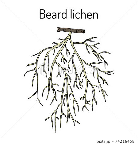 Beard lichen Usnea barbata , or tree moss Beard lichen Usnea barbata , or tree moss 74216459