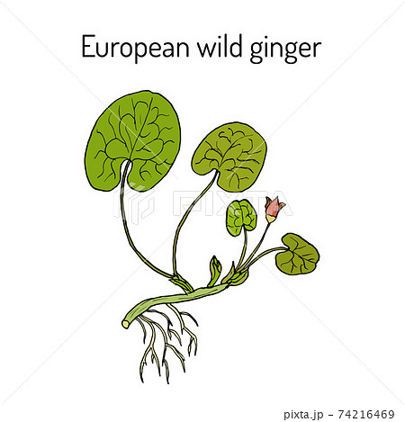 European wild ginger Asarum europaeum , or asarabacca, , hazelwort, medicinal herb 74216469