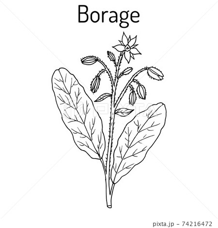 Borage Borago officinalis , or starflower, culinary and medicinal plant 74216472