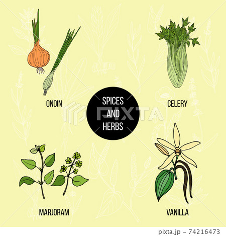 Hand drawn set of culinary herbs and spices 74216473