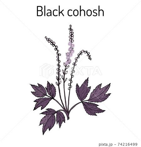 Black cohosh Actaea racemosa , medicinal plant Black cohosh Actaea racemosa , medicinal plant 74216499