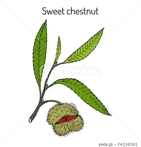 Sweet chestnut Castanea sativa 74216501