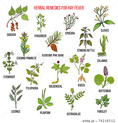 Best herbal remedies for hay fever 74216512