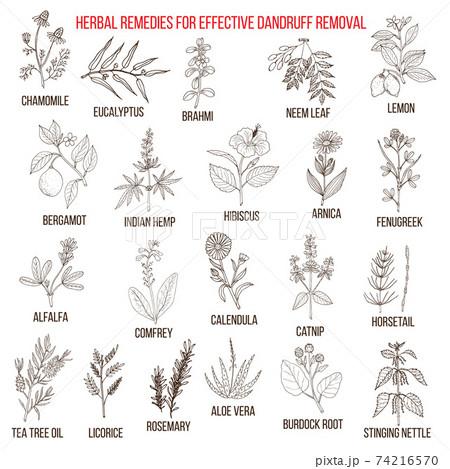 Best herbal remedies for effective dandruff removal 74216570