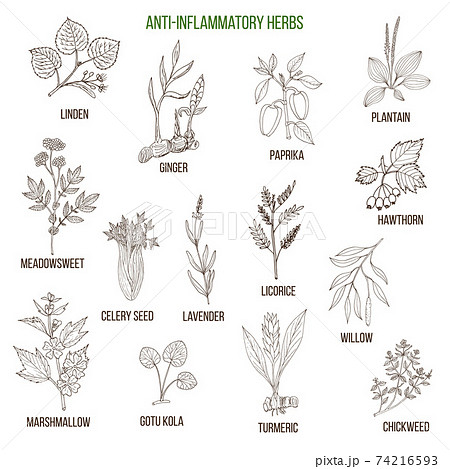 Anti-inflammatory herbs. Hand drawn set of medicinal plants Anti-inflammatory herbs. Hand drawn set of medicinal plants 74216593