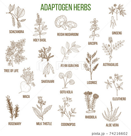 Adaptogen herbs. Hand drawn set of medicinal plants Adaptogen herbs. Hand drawn set of medicinal plants 74216602
