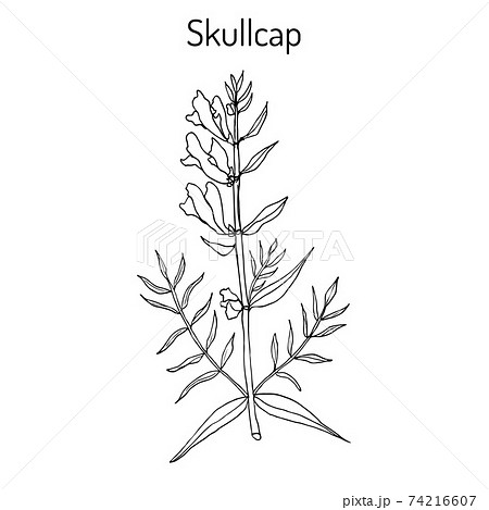 Baikal skullcap scutellaria baicalensis - medicinal plant 74216607