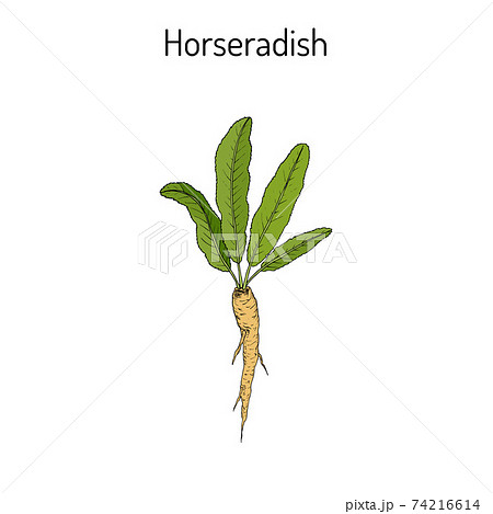 Horseradish Cochlearia armoracia - vegetable, medicinal plant Horseradish Cochlearia armoracia - vegetable, medicinal plant 74216614