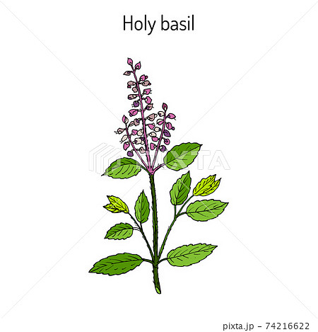 Holy Basil Ocimum tenuiflorum or tulasi Stock Illustration