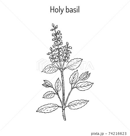Holy Basil Ocimum Tenuiflorum Or Tulasiのイラスト素材
