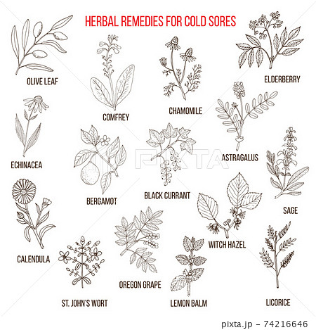 Best herbal remedies for cold sores 74216646