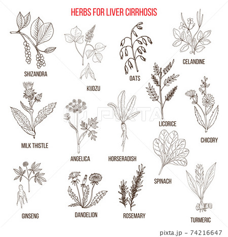 Best herbal remedies for liver cirrosis 74216647