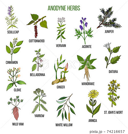 Anodyne herbs. Hand drawn set of medicinal plants 74216657