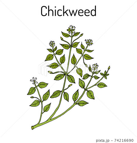 Chickweed Stellaria media or chickenwort, craches, maruns, winterweed - medicinal, culinary and honey plant Chickweed Stellaria media or chickenwort, craches, maruns, winterweed - medicinal, culinary and honey plant 74216690
