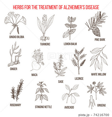 Collection of herbs for Alzheimer disease Collection of herbs for Alzheimer disease 74216700