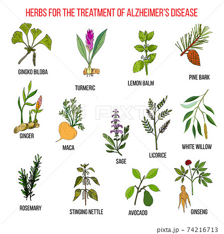 Collection of herbs for Alzheimer disease Collection of herbs for Alzheimer disease 74216713