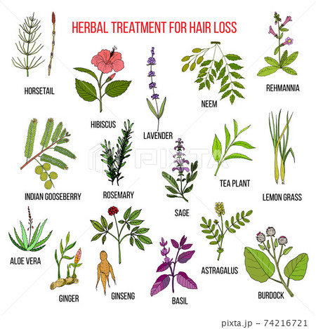 Medicinal herbs for hair loss treatment Medicinal herbs for hair loss treatment 74216721