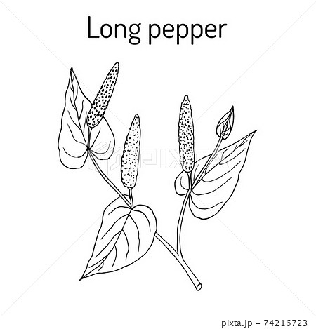 Ayurvedic plant Long pepper Piper longum , pippali. 74216723