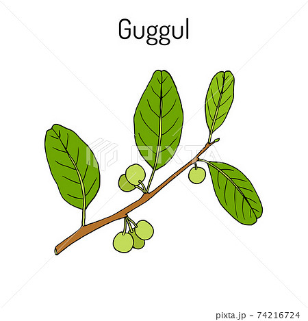 Best Ayurvedic plant guggul Commiphora wightii , or Indian bdellium-tree, Mukul myrrh tree 74216724