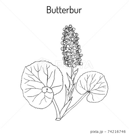 Butterbur Petasites hybridus , medicinal plant 74216746