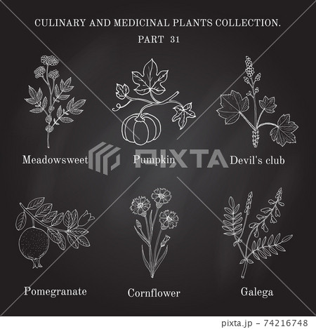 Vintage collection of hand drawn medical herbs and plants 74216748