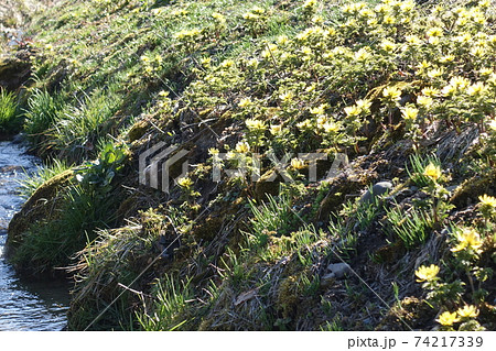 福寿草　ふくじゅそう　フクジュソウ 74217339