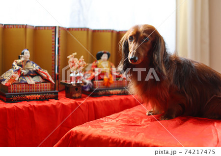 ひな祭りを楽しむダックスフンド 74217475