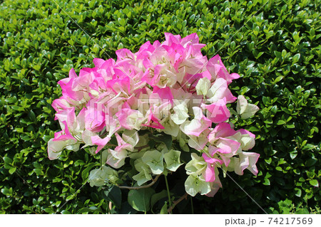 ブーゲンビリア ブーゲンビリア 74217569