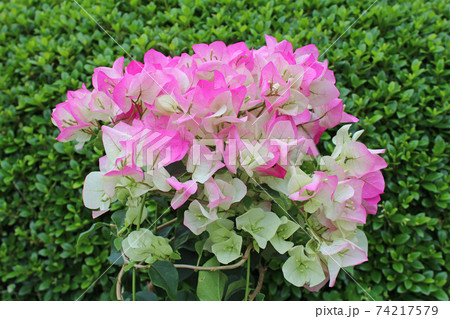 ブーゲンビリア ブーゲンビリア 74217579