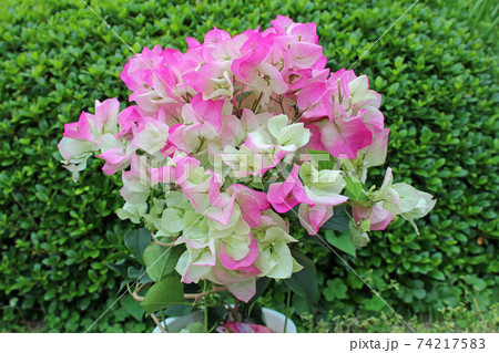 ブーゲンビリア ブーゲンビリア 74217583