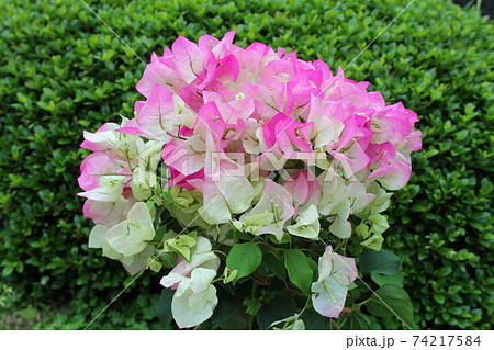 ブーゲンビリア 74217584