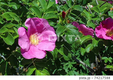 ハマナスの花 ハマナスの花 74217588