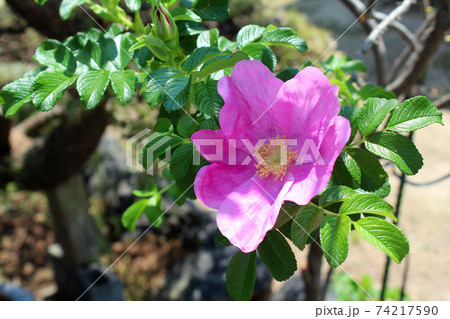 ハマナスの花 74217590