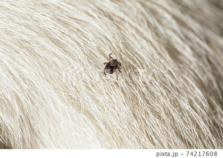 dog tick on animal fur. Rhipicephalus Sanguineus dog tick on animal fur. Rhipicephalus Sanguineus 74217608