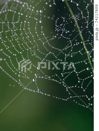 Cobweb, spiderweb with water drop on green background Cobweb, spiderweb with water drop on green background 74217609