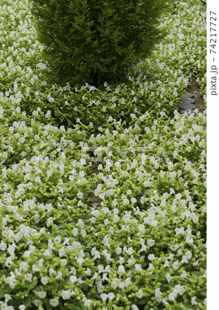 公園に白色のトレニアの花が咲いています。 74217727