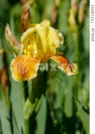 Beautiful iris flower on flowerbed in garden Beautiful iris flower on flowerbed in garden 74218043