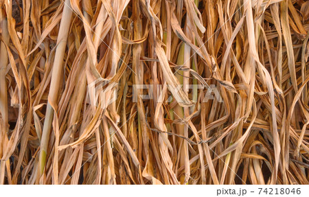 Dried stalks of garlic plant. Dried stalks of garlic plant. 74218046