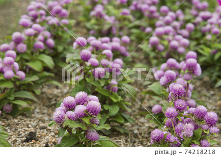 公園にピンク色のセンニチコウの花が咲いています。学名はGomphrena globosaです。 74218218