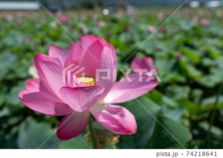 蓮の花のアップ 蓮の花のアップ 74218641