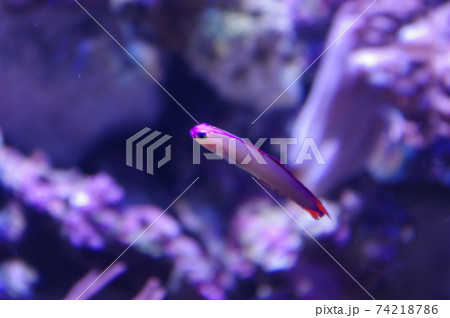 ピンクの熱帯魚の写真素材