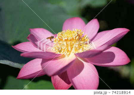 蓮の花のアップ 蓮の花のアップ 74218914