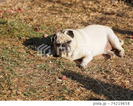 lovely white fat cute pug portraits close up lying on brown dried garden grass floor outdoor making sad face taking sunbath with blur country home surrounding background lovely white fat cute pug portraits close up lying on brown dried garden grass floor outdoor making sad face taking sunbath with blur country home surrounding background 74219658