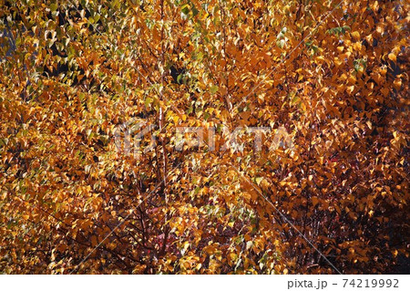 深まる秋、白樺の紅葉 74219992