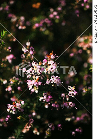 ジャノメエリカの開花 ジャノメエリカの開花 74220001