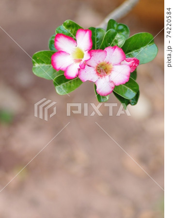Desert Rose, Impala Lily, Mock Azalea, beauty white pink flowers on blur brown dried ground floor background Desert Rose, Impala Lily, Mock Azalea, beauty white pink flowers on blur brown dried ground floor background 74220584