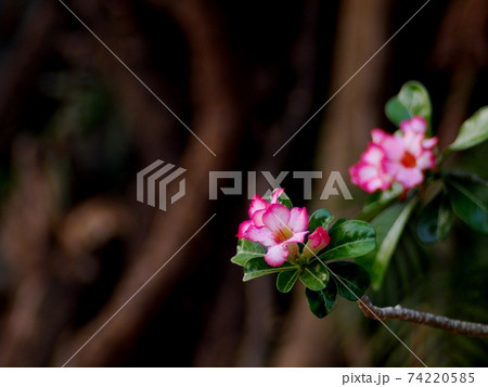 Desert Rose, Impala Lily, Mock Azalea, beauty white pink flowers on blur brown dried ground floor background 74220585