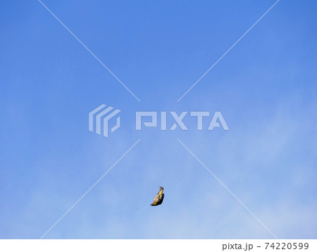 奈良　王子町　明神山　メジロの捕虫（初春） 74220599