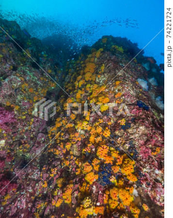 イボヤギで覆われた海中の岩壁 (メルギー諸島、ミャンマー) イボヤギで覆われた海中の岩壁 (メルギー諸島、ミャンマー) 74221724